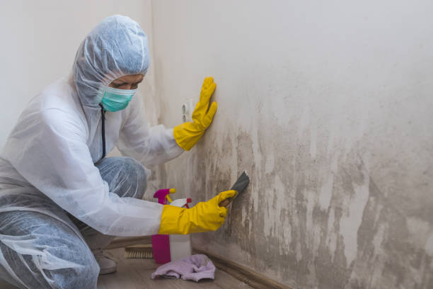 Professional Mold Removal in Paris, TN